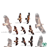 گونه عقاب شاهی Eastern Imperial Eagle